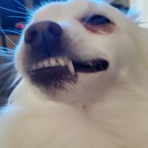 Meet your Posher, Casey